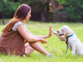 What To Know Before Sending Your Puppy to Dog Training