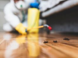 The Benefits of Long-Term Pest Prevention Plans