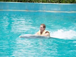 Why Swim with Dolphins in the Riviera Maya