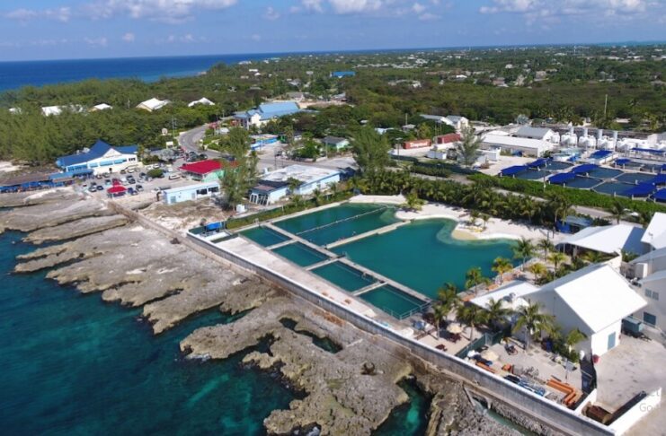 Ever dreamt of swimming with dolphins in the heart of the Caribbean? Picture yourself being pulled through crystal-clear waters by the graceful yet powerful dolphins, receiving a friendly dolphin kiss, or even enjoying a thrilling foot push. If you're heading to the Grand Cayman cruise port, your dream of interacting with these magnificent creatures can come true at Dolphin Discovery Grand Cayman. Situated just minutes from the port, Dolphin Discovery is the perfect place for an unforgettable experience. Here, visitors of all ages can swim with dolphins, engage in various dolphin-themed activities, and learn about marine conservation in a fun and interactive environment. Let’s dive into everything you need to know about swimming with dolphins in Grand Cayman and make sure you don’t miss out on one of the island's top activities. Why Dolphin Discovery Grand Cayman? As one of the premier dolphin facilities in the Caribbean, Dolphin Discovery Grand Cayman offers an immersive and educational experience unlike any other. Whether you are a first-time visitor or a seasoned traveler, Dolphin Discovery provides an opportunity to get up close and personal with these beautiful animals in a safe and environmentally friendly setting. Here’s what makes Dolphin Discovery Grand Cayman a must-visit: Convenient Location: Located just minutes from the Grand Cayman cruise port, Dolphin Discovery is easily accessible for cruise passengers looking to make the most of their shore excursion. Interactive Programs: The facility offers a wide range of dolphin swim programs designed for individuals, families, and groups. Educational Focus: Visitors not only have fun interacting with dolphins but also learn about marine life, dolphin care, and conservation efforts. Safe and Eco-Friendly Environment: Dolphin Discovery promotes responsible tourism by encouraging guests to use biodegradable sunscreen and follow strict safety guidelines to protect the dolphins and their habitat. Whether you're looking for a family-friendly adventure or an adrenaline-packed activity, Dolphin Discovery Grand Cayman has something for everyone. What to Expect During Your Dolphin Experience At Dolphin Discovery Grand Cayman, the dolphin programs are designed to provide a memorable and hands-on experience for visitors of all ages. Two of the most popular options are the Dolphin Swim Adventure and the Dolphin Royal Swim. Each program offers unique activities, ensuring that every guest leaves with a smile and a newfound appreciation for marine life. Program Description Best For Highlights Dolphin Swim Adventure A family-friendly program where guests can interact with dolphins through kisses, belly rides, and handshakes. Families, first-time visitors Learn about dolphin care, enjoy a belly ride, and kiss. Dolphin Royal Swim A more action-packed program featuring the famous foot push and dorsal tow, where dolphins propel guests across the water. Adventure seekers, thrill-lovers Experience high-speed interactions with dolphins. Both programs provide an interactive and educational experience, but they differ in terms of intensity and excitement. Whether you prefer the laid-back charm of the Dolphin Swim Adventure or the high-speed thrills of the Dolphin Royal Swim, there’s something for everyone. The Dolphin Swim Adventure: A Perfect Family Experience The Dolphin Swim Adventure is one of the most popular programs at Dolphin Discovery Grand Cayman, and for good reason. This program allows participants to engage with dolphins in a way that is both fun and educational. Here’s what you can expect during the Dolphin Swim Adventure: Dolphin Interactions: You’ll get to interact with dolphins up close, experiencing their friendly personalities firsthand. From receiving a dolphin kiss to enjoying a belly ride, these interactions are both thrilling and heartwarming. Educational Insights: During the experience, trainers provide valuable insights into how dolphins are cared for at the facility. You’ll learn about their diet, reproduction, and the specialized care they receive to ensure their well-being. Additionally, the trainers will emphasize the importance of marine conservation and how we can all contribute to protecting our oceans. Memorable Moments: The Dolphin Swim Adventure is filled with unforgettable moments, making it a perfect activity for families, couples, or solo travelers. Whether you’re sharing a laugh during a dolphin handshake or being pulled through the water during the famous belly ride, these are memories that will last a lifetime. If you're arriving at the Grand Cayman cruise port, this program is a great way to spend a few hours of your day while ensuring you have plenty of time to explore other Grand Cayman activities. The Dolphin Royal Swim: For Thrill Seekers If you’re looking for something more exhilarating, the Dolphin Royal Swim takes your dolphin experience to the next level. Best described as action-packed, this program includes the famous foot push, where two dolphins propel you across the water from the soles of your feet. Additionally, you’ll enjoy a high-speed dorsal tow, where you hold onto the dolphins' fins as they glide through the water. Why choose the Dolphin Royal Swim? Thrill and Speed: This program is perfect for adrenaline seekers who want a fast-paced, high-energy interaction with dolphins. Unique Activities: The foot push and dorsal tow are activities unique to the Dolphin Royal Swim, offering guests a once-in-a-lifetime experience. Close Interaction: While the Dolphin Royal Swim is more intense than the Swim Adventure, it still offers close, personal interaction with the dolphins, including hugs, kisses, and handshakes. For those arriving at the Grand Cayman cruise port, the Dolphin Royal Swim offers a thrilling adventure you won’t want to miss. Essential Tips for Your Dolphin Swim Adventure To ensure you have the best possible experience during your dolphin swim, here are some helpful tips to keep in mind: Book in Advance: The dolphin swim programs are incredibly popular, so it’s a good idea to book your spot ahead of time, especially if you’re arriving via the Grand Cayman cruise port. Booking in advance will help you secure the program that suits your schedule and preferences. Arrive Early: Plan to arrive at least 30 minutes before your scheduled swim. This will give you enough time to check in, get your briefing, and prepare for the adventure ahead. Use Biodegradable Sunscreen: Protect both your skin and the marine environment by using biodegradable sunscreen. Regular sunscreen can harm marine life, so Dolphin Discovery requires all guests to use eco-friendly alternatives. Bring a Towel and Cash: Be sure to bring a towel for after your swim and some cash for taxis, shopping, or dining. The facility offers lockers, showers, and changing rooms for your convenience. Follow Safety Guidelines: Dolphin Discovery prioritizes safety, and all guests are required to wear life vests during their swim. Additionally, cameras are not allowed in the water, but professional photographers are on hand to capture your special moments. Explore More After Your Dolphin Swim Once you’ve finished your dolphin swim, there’s plenty more to see and do in Grand Cayman. Here are a few nearby attractions to consider after your adventure: Seven Mile Beach: Just a short drive from Dolphin Discovery, Seven Mile Beach is one of the most beautiful beaches in the world. Spend your afternoon lounging on the white sand, snorkeling in the clear waters, or enjoying a beachfront meal. George Town: The bustling capital of Grand Cayman is filled with shops, restaurants, and cultural landmarks. Take a walk through the town and explore its vibrant atmosphere. Snorkeling and Diving: Grand Cayman is famous for its incredible snorkeling and diving opportunities. After your dolphin swim, why not explore the colorful coral reefs and marine life surrounding the island? For those arriving at the Grand Cayman cruise port, Dolphin Discovery serves as the perfect starting point for a day of fun and exploration. Plan Your Dolphin Adventure Ready to book your dolphin swim and make memories that will last a lifetime? Here’s what you need to know before you go: Task Details Book Your Swim Reserve your spot online to ensure availability, especially during peak travel times. Arrive 30 Minutes Early Give yourself enough time to check in and receive a safety briefing. Bring Biodegradable Sunscreen Help protect the marine environment by using eco-friendly sunscreen. Towels and Cash Bring these essentials for after your swim and for any additional expenses during your visit. No Cameras in the Water Professional photographers will capture your dolphin interactions, as personal cameras aren’t allowed in the water. For visitors arriving at the Grand Cayman cruise port, Dolphin Discovery is an absolute must-see. Whether you’re seeking a family-friendly adventure with the Dolphin Swim Adventure or a high-speed thrill with the Dolphin Royal Swim, this is one activity you won’t want to miss. Not only will you enjoy an unforgettable experience, but you’ll also leave with a deeper understanding of marine conservation and the care these dolphins receive. Don’t wait – book your dolphin swim today! Visit the following links to get started: Conclusion: A Grand Cayman Experience You’ll Never Forget Whether you’re a thrill-seeker looking for excitement or a family searching for a memorable day out, swimming with dolphins in Grand Cayman offers something for everyone. Dolphin Discovery’s unique programs provide the perfect mix of fun, learning, and conservation, making it one of the top Grand Cayman activities. So, the next time you find yourself at the Grand Cayman cruise port, make sure to dive into this unforgettable experience and create memories that will last a lifetime!