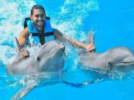 Experience the Joy of Swimming with Dolphins in St. Kitts